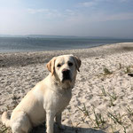 Frieda wird jetzt zum Rettungshund ausgebildet