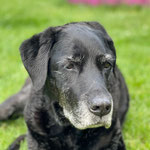 Balou