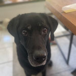 Sam, 13 Jahre alt