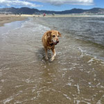 Cora, 13 Jahre