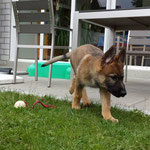 Hares zu Hause