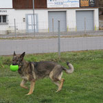 Hares und sein neues Spielzeug