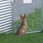 Hares zu Hause
