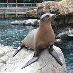 Seaworld