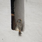 Turmfalken-Weibchen mit Beute im Pollinger Kirchturm © Leah Reiter