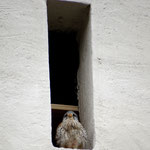 Turmfalken-Männchen im Pollinger Kirchturm © Leah Reiter