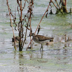 Bruchwasserläufer - Foto: Alfred Müller