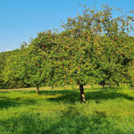 Streuobstwiese am Bellinger Berg im Herbst, Foto: NABU-Steinau