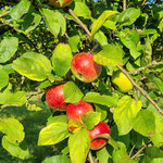Äpfel auf Streuobstwiese, Foto: NABU-Steinau