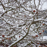 Im Januar 2010 noch Äpfel am Baum