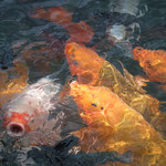 Bild: Fische