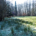 Bild: Gefrorene Wiese
