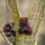 Bild: Hoch oben im Baum