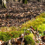 Bild: Waldboden