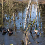 Bild: Enten