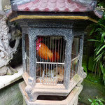 Bild: Ubud