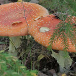 Fliegenpilz ganz nah
