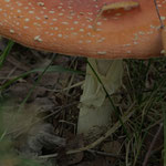 Fliegenpilz-Stengel