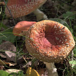 Überreifer Fliegenpilz