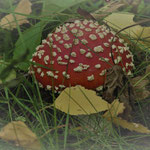 Junger Fliegenpilz