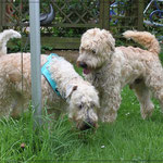 Filou (Irish Soft Coated Wheaten Terrier)