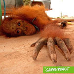Ein Orang-Utan-Junges, das Opfer der Palmölindustrie geworden ist! Ihm wurde auf einer Palmölplantage der Arm gebrochen!