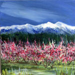 Les Pyrénées et ses cerises  Pyrenees and cherry trees