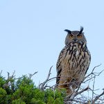 Hibou Grand duc 
