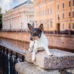 Той-фокстерьеры питомника Терра Балтика