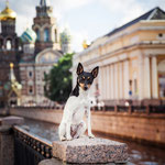 Той-фокстерьеры питомника Терра Балтика