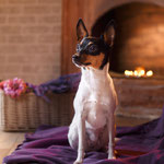 Той-фокстерьер Terra Baltika Nympha Egeria, 20 месяцев (Fritzfox A Song For David * Вирджиния Из Империи Той)