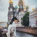 Той-фокстерьеры питомника Терра Балтика