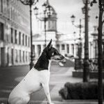 Той-фокстерьеры питомника Терра Балтика