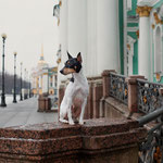 Той-фокстерьеры питомника Терра Балтика
