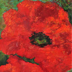 Mohn    64 x 50