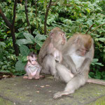 Macaques