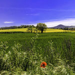 Sierra de Tossa - das grüne Umland von Tossa.
