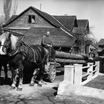 Langholztransport mit "Säger Tiis" (1904 - 1986)