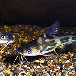 Pelteobagrus fulvidraco