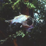 Mystus tengara
