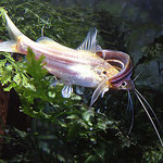 Mystus tengara