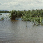 Fluss Lefu (Amur-Becken nahe des Sees Hanka)