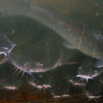 Ictalurus punctatus (Getüpfelter Gabelwels)