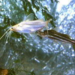 Mystus tengara