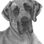 In loving memory of Fayah the Great Dane