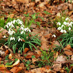 Schneeglöcken (Galanthus nivalis)