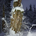verwunschene Buche