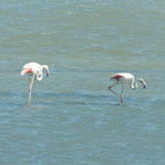 Flamingos in der Camargue