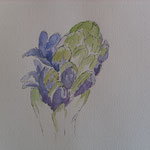 2012. Hyacint in knop, 20x20