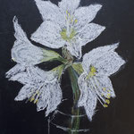 2021. Witte Amarylus, (pastel op zwart p.p) 17x24